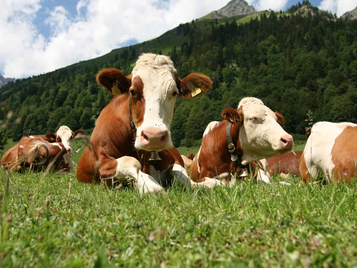 𝗖𝗮𝘀𝗲𝗶𝗳𝗶𝗰𝗶𝗼 𝗕𝗲𝗮𝘁𝗼 𝗠𝗮𝗿𝗰𝗼