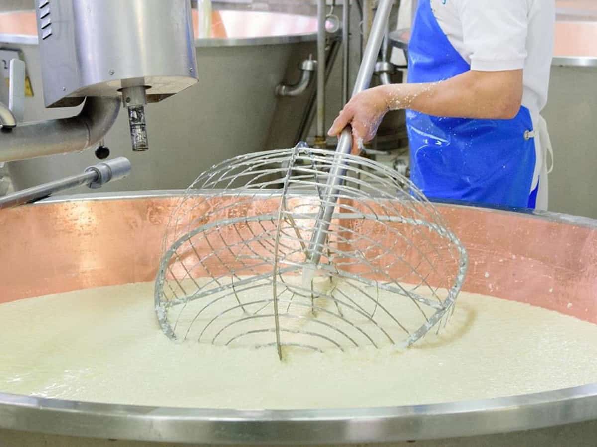 Spinatura - Fasi di lavorazione del Parmigiano Reggiano